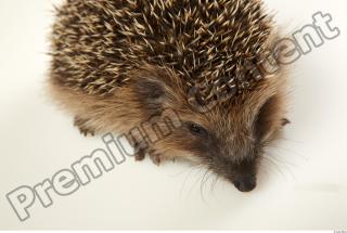 Hedgehog - Erinaceus europaeus  0076